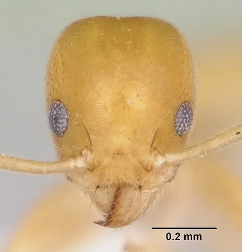 Technomyrmex docens specimen CASENT0439766 image casent0439766_2