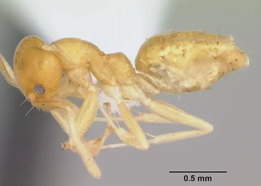 Technomyrmex docens specimen CASENT0439766 image casent0439766_3