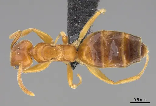 Technomyrmex docens specimen CASENT0923776 image casent0923776_1