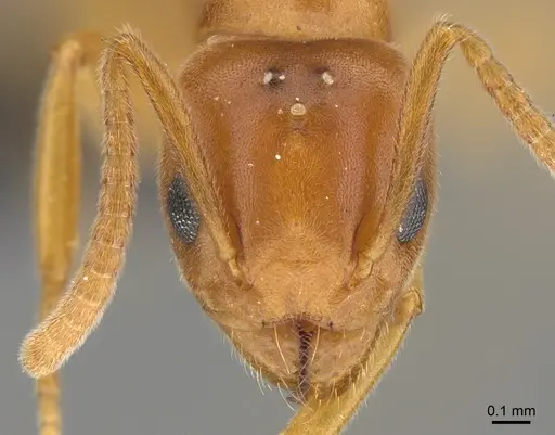 Technomyrmex docens specimen CASENT0923776 image casent0923776_2