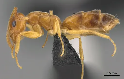 Technomyrmex docens specimen CASENT0923776 image casent0923776_3