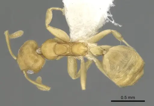 Technomyrmex dubius specimen CASENT0249782 image casent0249782_1