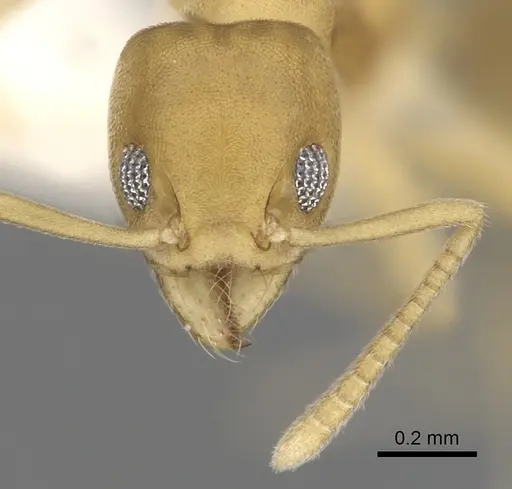 Technomyrmex dubius specimen CASENT0249782 image casent0249782_2