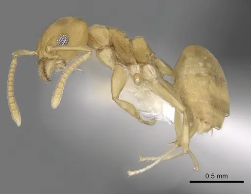 Technomyrmex dubius specimen CASENT0249782 image casent0249782_3