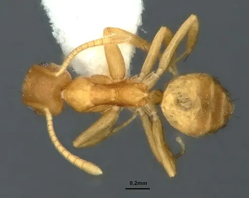 Technomyrmex dubius specimen CASENT0886046 image casent0886046_1