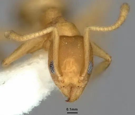 Technomyrmex dubius specimen CASENT0886046 image casent0886046_2
