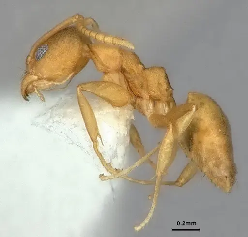 Technomyrmex dubius specimen CASENT0886046 image casent0886046_3