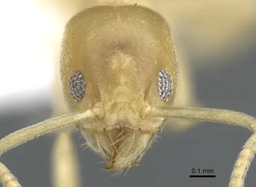 Technomyrmex dubius specimen CASENT0903050 image casent0903050_2