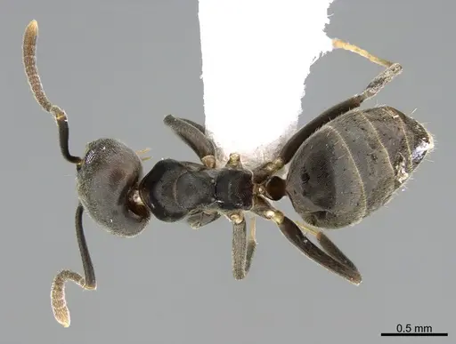 Technomyrmex elatior specimen CASENT0217456 image casent0217456_1