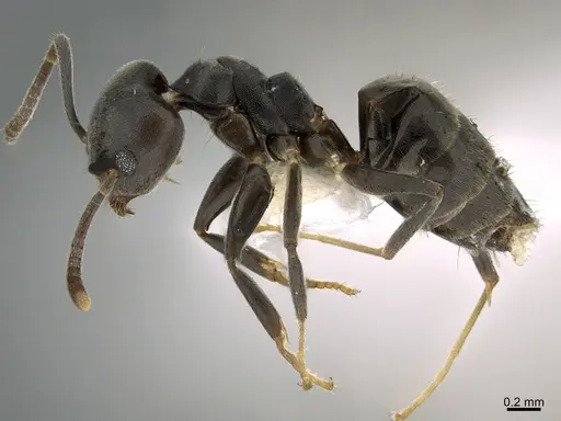 Technomyrmex elatior specimen CASENT0217456 image casent0217456_3