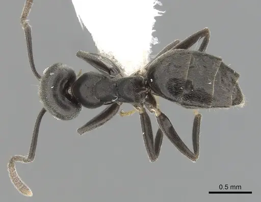 Technomyrmex elatior specimen CASENT0249783 image casent0249783_1