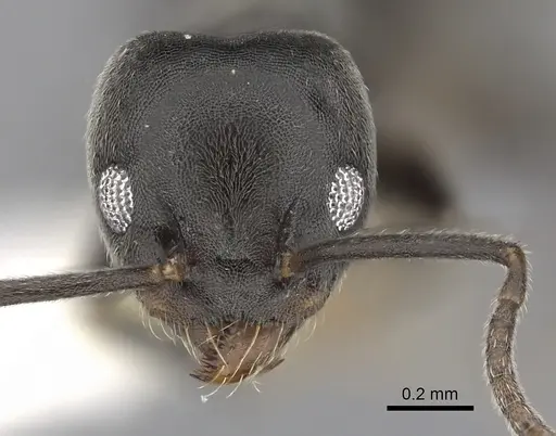 Technomyrmex elatior specimen CASENT0249783 image casent0249783_2