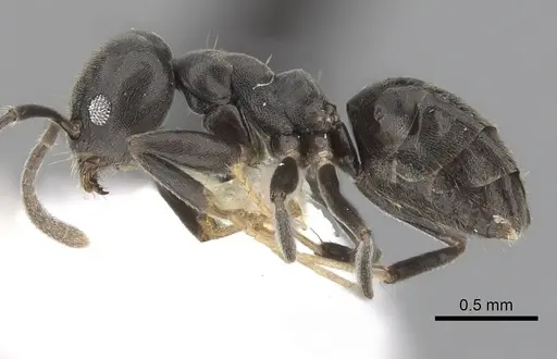 Technomyrmex elatior specimen CASENT0249783 image casent0249783_3