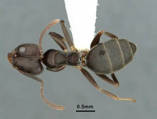 Technomyrmex elatior specimen CASENT0886059 image casent0886059_1