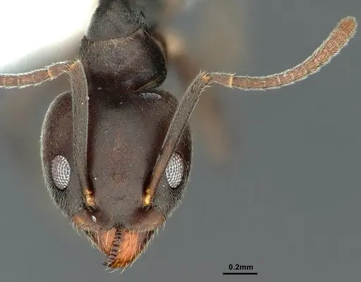Technomyrmex elatior specimen CASENT0886059 image casent0886059_3