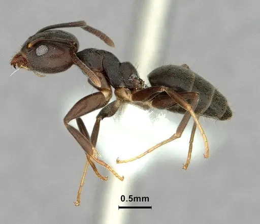 Technomyrmex elatior specimen CASENT0886059 image casent0886059_4