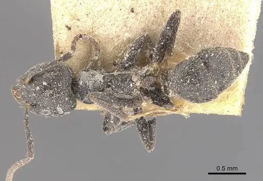Technomyrmex elatior specimen CASENT0909804 image casent0909804_1