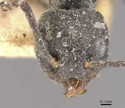 Technomyrmex elatior specimen CASENT0909804 image casent0909804_2