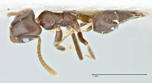 Technomyrmex elatior specimen FOCOL2874 image focol2874_1