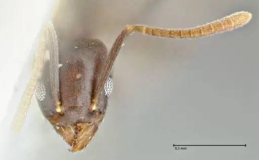 Technomyrmex elatior specimen FOCOL2874 image focol2874_2