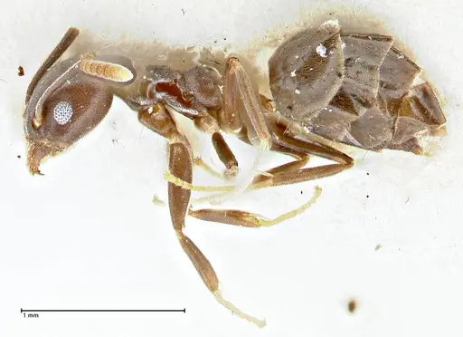 Technomyrmex elatior specimen FOCOL2874 image focol2874_3