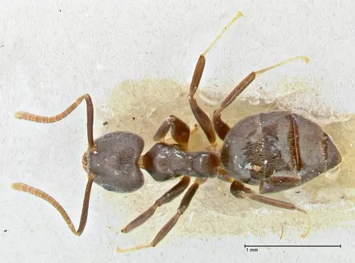 Technomyrmex elatior specimen FOCOL2875 image focol2875_1