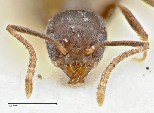 Technomyrmex elatior specimen FOCOL2875 image focol2875_2