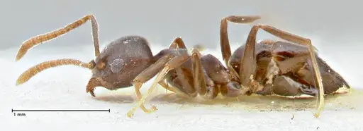 Technomyrmex elatior specimen FOCOL2875 image focol2875_3