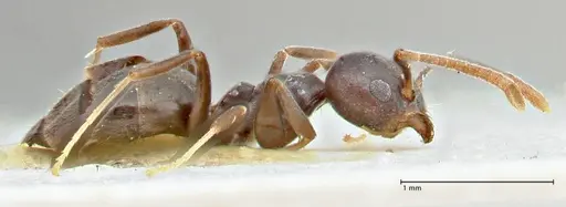 Technomyrmex elatior specimen FOCOL2875 image focol2875_4