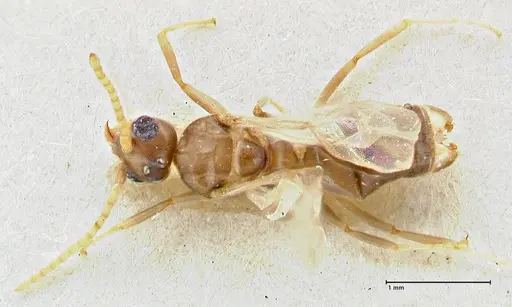 Technomyrmex elatior specimen FOCOL2876 image focol2876_1