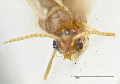 Technomyrmex elatior specimen FOCOL2876 image focol2876_2