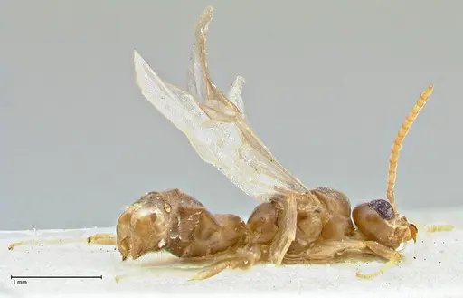 Technomyrmex elatior specimen FOCOL2876 image focol2876_3