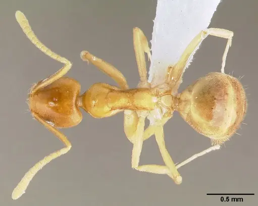 Technomyrmex fisheri specimen CASENT0005969 image casent0005969_1