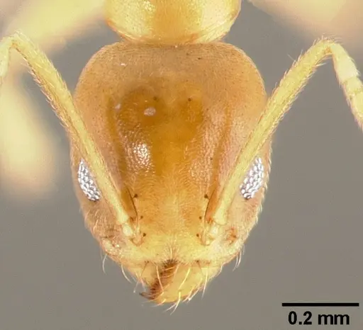 Technomyrmex fisheri specimen CASENT0005969 image casent0005969_2