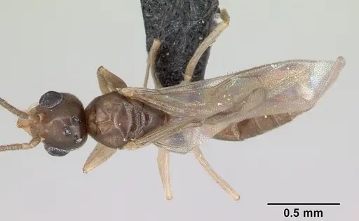 Technomyrmex fisheri specimen CASENT0052471 image casent0052471_1