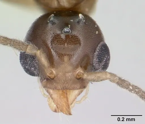 Technomyrmex fisheri specimen CASENT0052471 image casent0052471_2