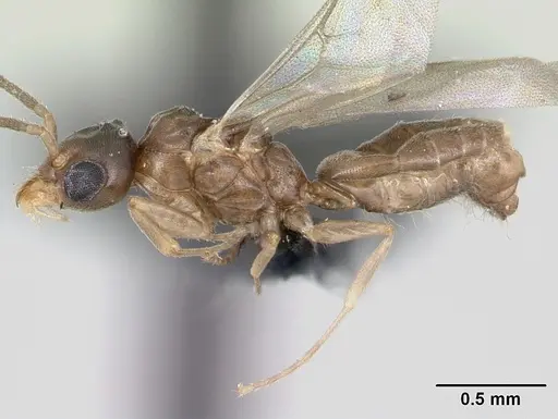 Technomyrmex fisheri specimen CASENT0052471 image casent0052471_3
