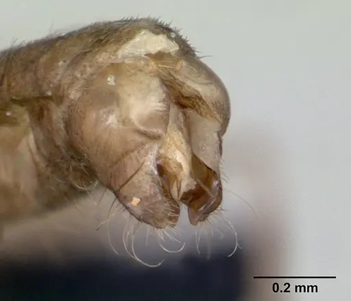 Technomyrmex fisheri specimen CASENT0052471 image casent0052471_4