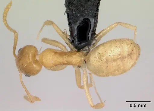 Technomyrmex fisheri specimen CASENT0053815 image casent0053815_1