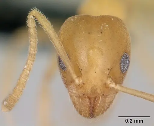 Technomyrmex fisheri specimen CASENT0053815 image casent0053815_2