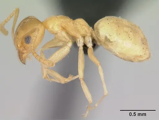 Technomyrmex fisheri specimen CASENT0053815 image casent0053815_3