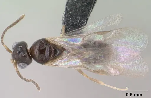 Technomyrmex fisheri specimen CASENT0138451 image casent0138451_1