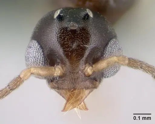 Technomyrmex fisheri specimen CASENT0138451 image casent0138451_2