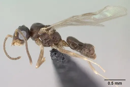 Technomyrmex fisheri specimen CASENT0138451 image casent0138451_3