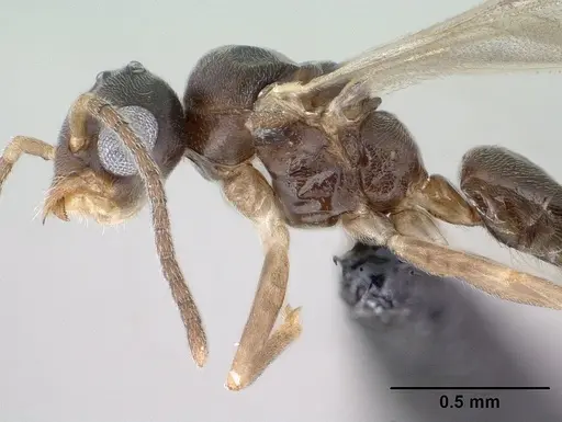Technomyrmex fisheri specimen CASENT0138451 image casent0138451_4