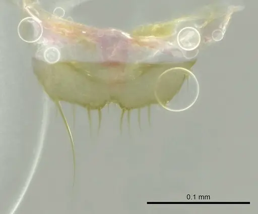 Technomyrmex fisheri specimen CASENT0345030 image casent0345030_1