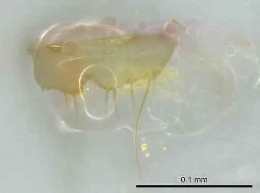 Technomyrmex fisheri specimen CASENT0345032 image casent0345032_1