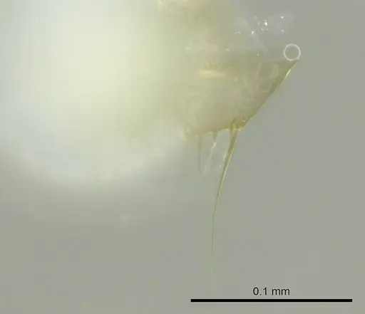 Technomyrmex fisheri specimen CASENT0345033 image casent0345033_1