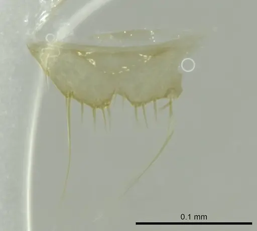 Technomyrmex fisheri specimen CASENT0345034 image casent0345034_1
