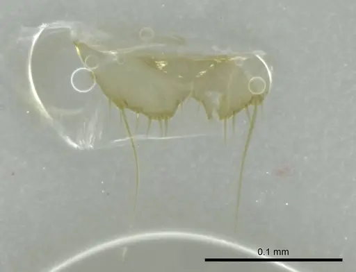 Technomyrmex fisheri specimen CASENT0345035 image casent0345035_1